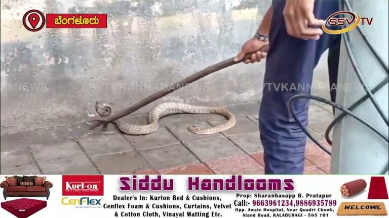 ಲಾಲ್ ಬಾಗ್ ರಸ್ತೆಯಲ್ಲಿ ಪ್ರತ್ಯಕ್ಷವಾದ ನಾಗರಹಾವು