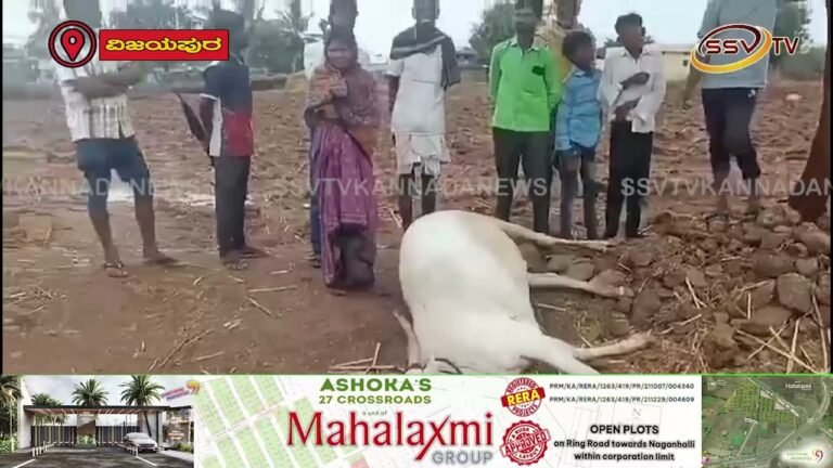 ಸಿಡಿಲು ಬಡಿದು ಎತ್ತು ಸಾವು ಪರಿಹಾರಕ್ಕೆ ರೈತನ ಆಗ್ರಹ
