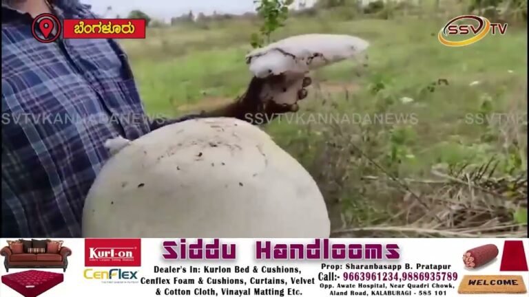 ದೊಡ್ಡಬಳ್ಳಾಪುರದಲ್ಲಿ ಅನಾದ ಅಣಬೆ ಪತ್ತೆ
