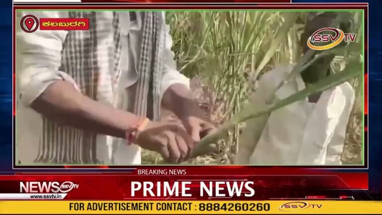 ಚಿಂಚೋಳಿ: ಕಬ್ಬಿನ ಸಸಿಗಳ ವಿತರಣೆಯಲ್ಲಿ ಮಹಾ ಮೋಸ ಅನ್ನದಾತ ಕಣ್ಣೀರು