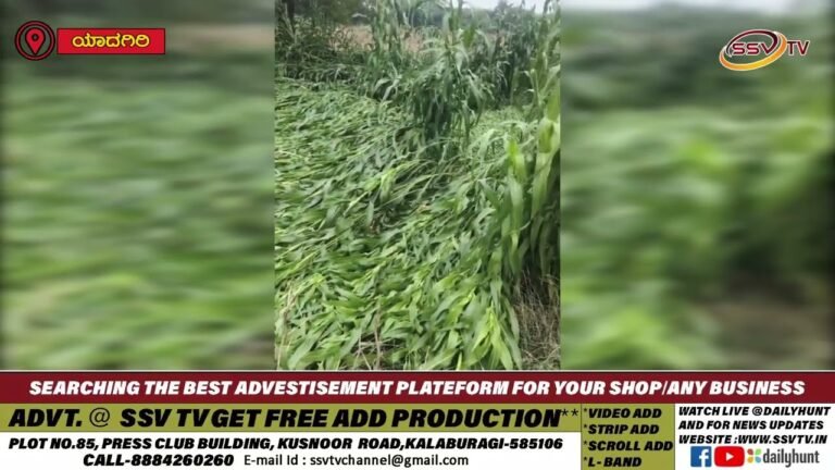ಅಕಾಲಿಕ ಸುರಿದ ಮಳೆಗೆ ಸಂಪೂರ್ಣ ನೆಲಕಚ್ಚಿದ ರೈತರ ಬೆಳೆ